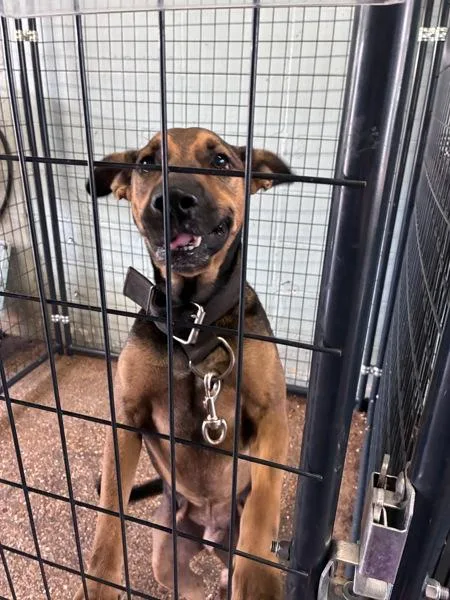 An adult large-sized male Mixed Breed dog named Boston for adoption in Mobile, AL