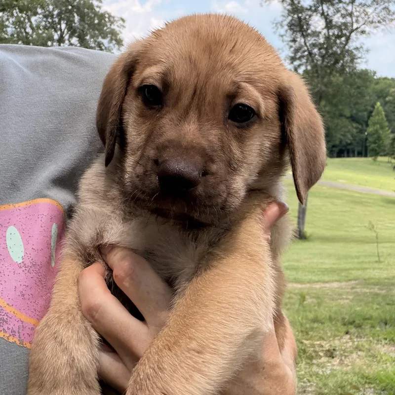 A baby medium-sized male Brindle Golden Retriever dog named Tuck for adoption in Warrior, AL