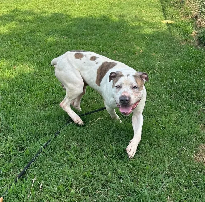 An adult large-sized male Tricolor (Brown, Black, & White) Pit Bull Terrier dog named Bones Jones for adoption in Evansville, IN