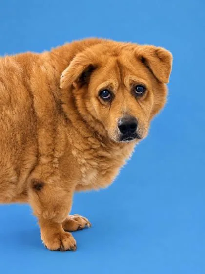 A senior small-sized female Cardigan Welsh Corgi dog named Biscuit for adoption in Cumming, GA