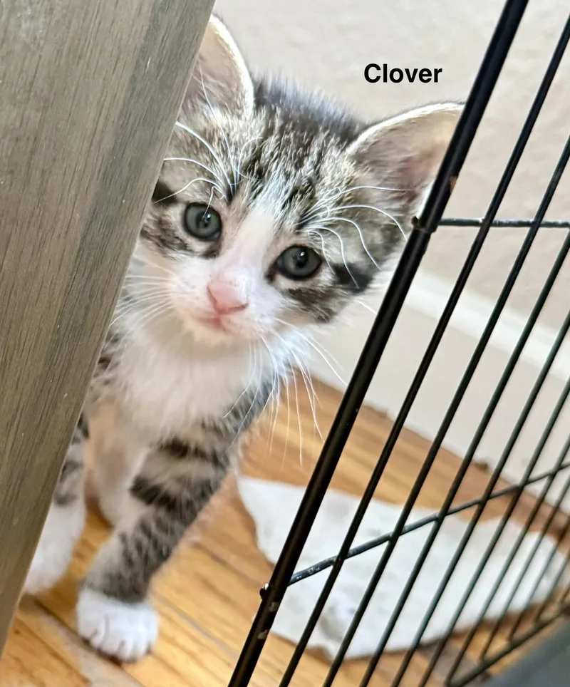 Clover