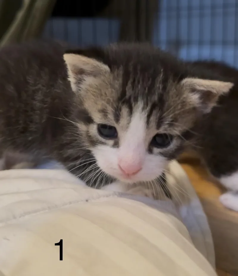 Clover thumbnail 2
