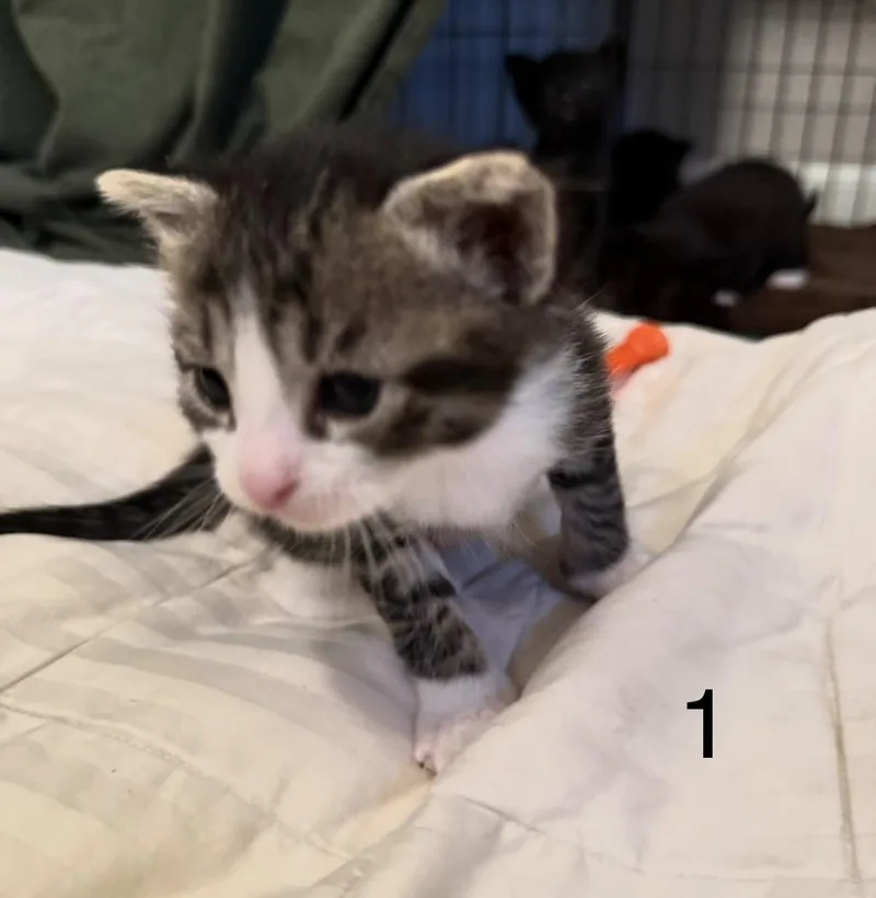 Clover thumbnail 3