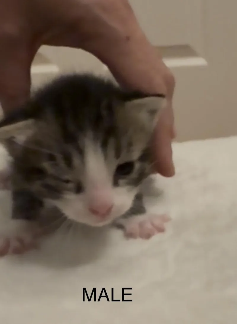 Clover thumbnail 4