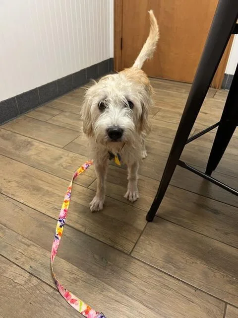 An adult small-sized female Terrier dog named Chloe for adoption in Bremen, OH