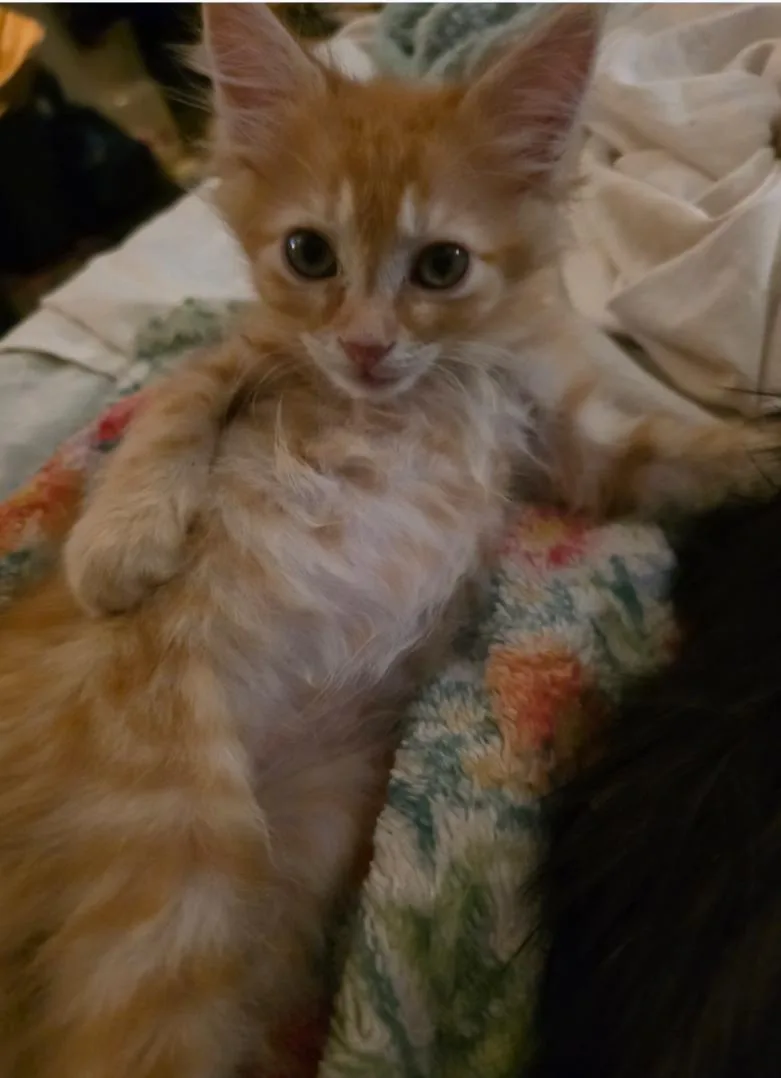 A young medium-sized male Domestic Short Hair cat named Pumpkin for adoption in Phoenix, AZ
