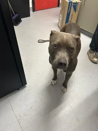 An adult medium-sized female Mixed Breed dog named Cedar for adoption in West Chester, PA