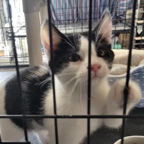 A young medium-sized male Black & White / Tuxedo Domestic Short Hair cat named Romeo for adoption in Blackfoot, ID