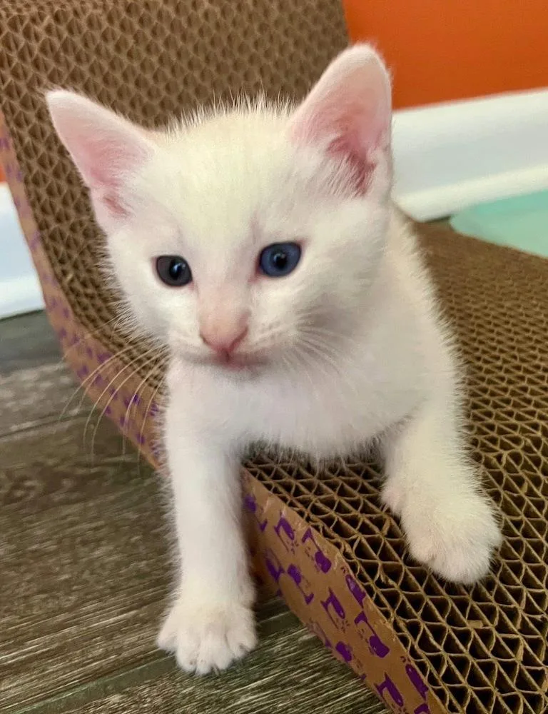 A baby small-sized male White Domestic Short Hair cat named Yuki for adoption in Telford, PA