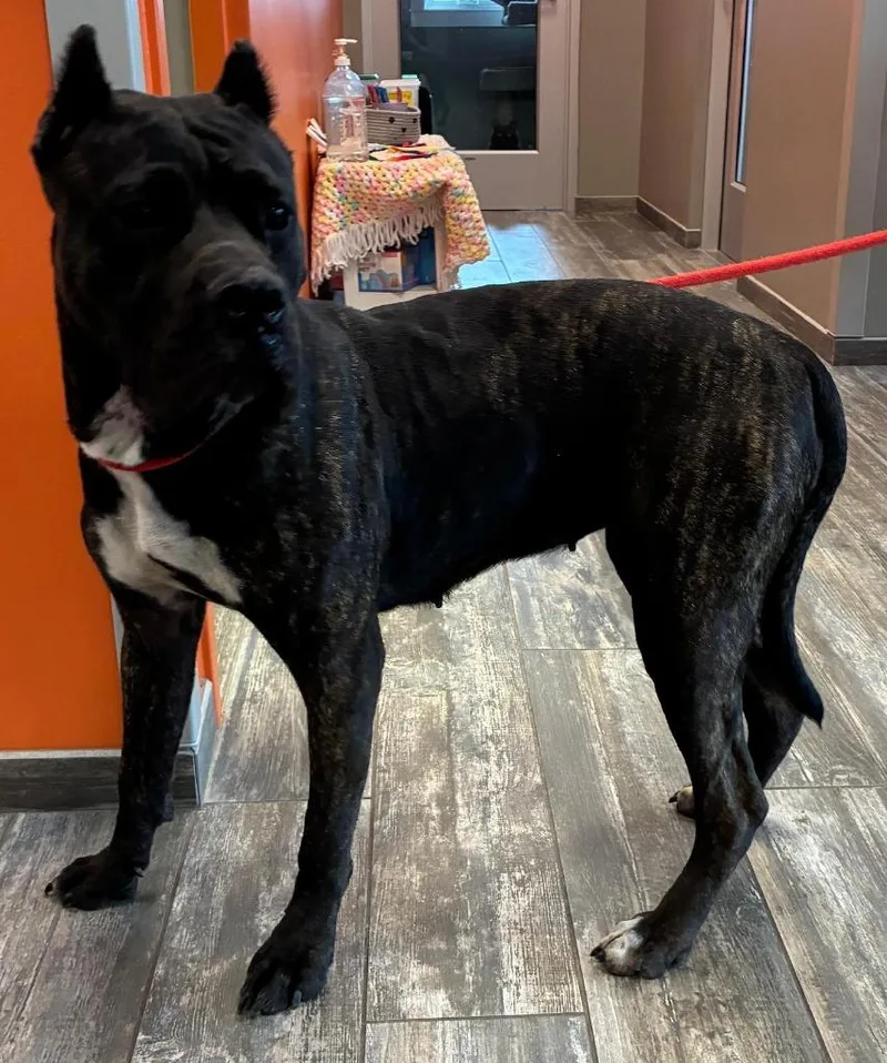 A young large-sized female Cane Corso dog named Carmen Yrly for adoption in Sidney, OH