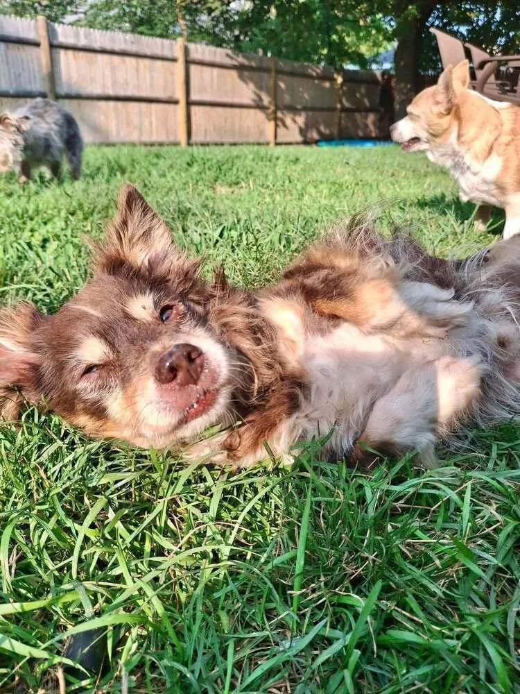 An adult small-sized male Chihuahua dog named Peeky Poo for adoption in Groveland, MA