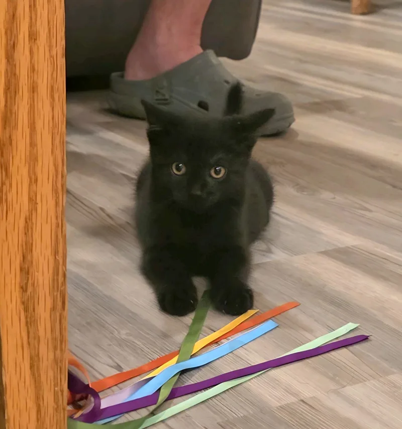 A baby medium-sized male Black Domestic Short Hair cat named Donnie for adoption in Greensburg, PA
