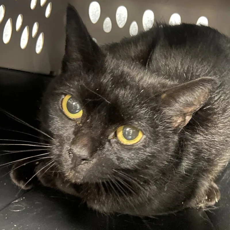 A young medium-sized female Domestic Short Hair cat named Venti for adoption in Allentown, PA