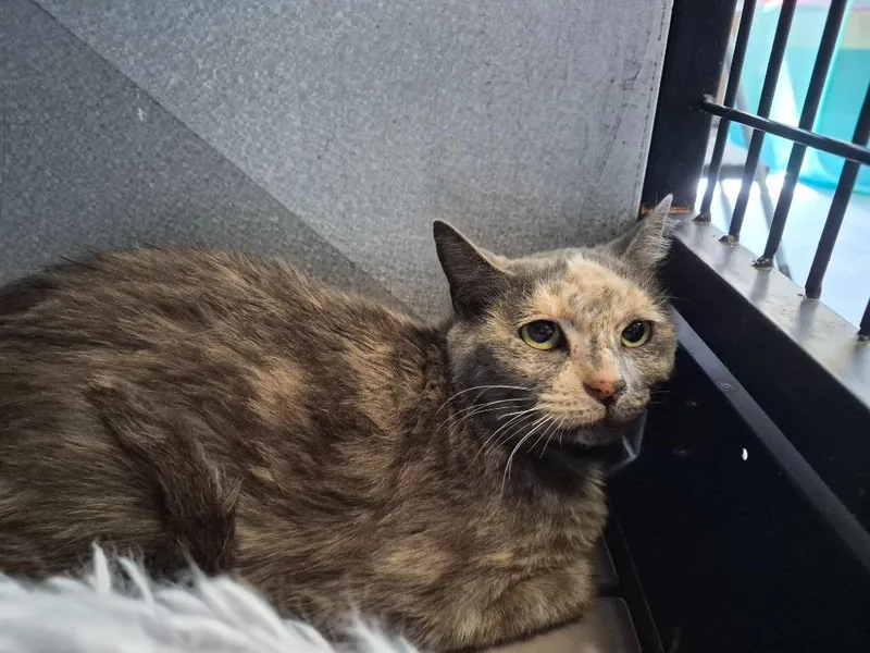 A young small-sized female Domestic Short Hair cat named Azura for adoption in Moriarty, NM