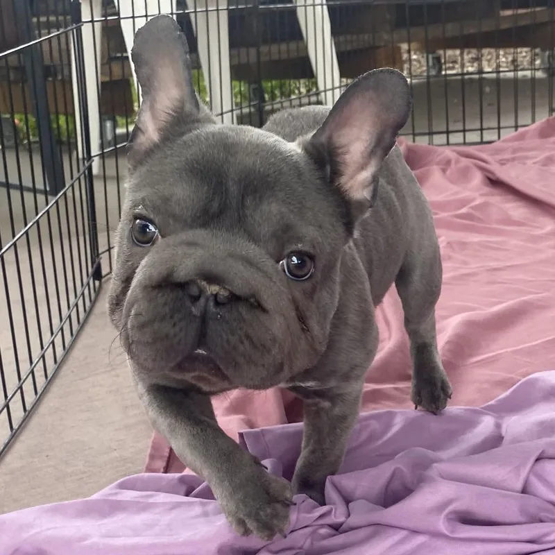 A young small-sized female Gray / Blue / Silver French Bulldog dog named Gloria for adoption in Palm Springs, CA