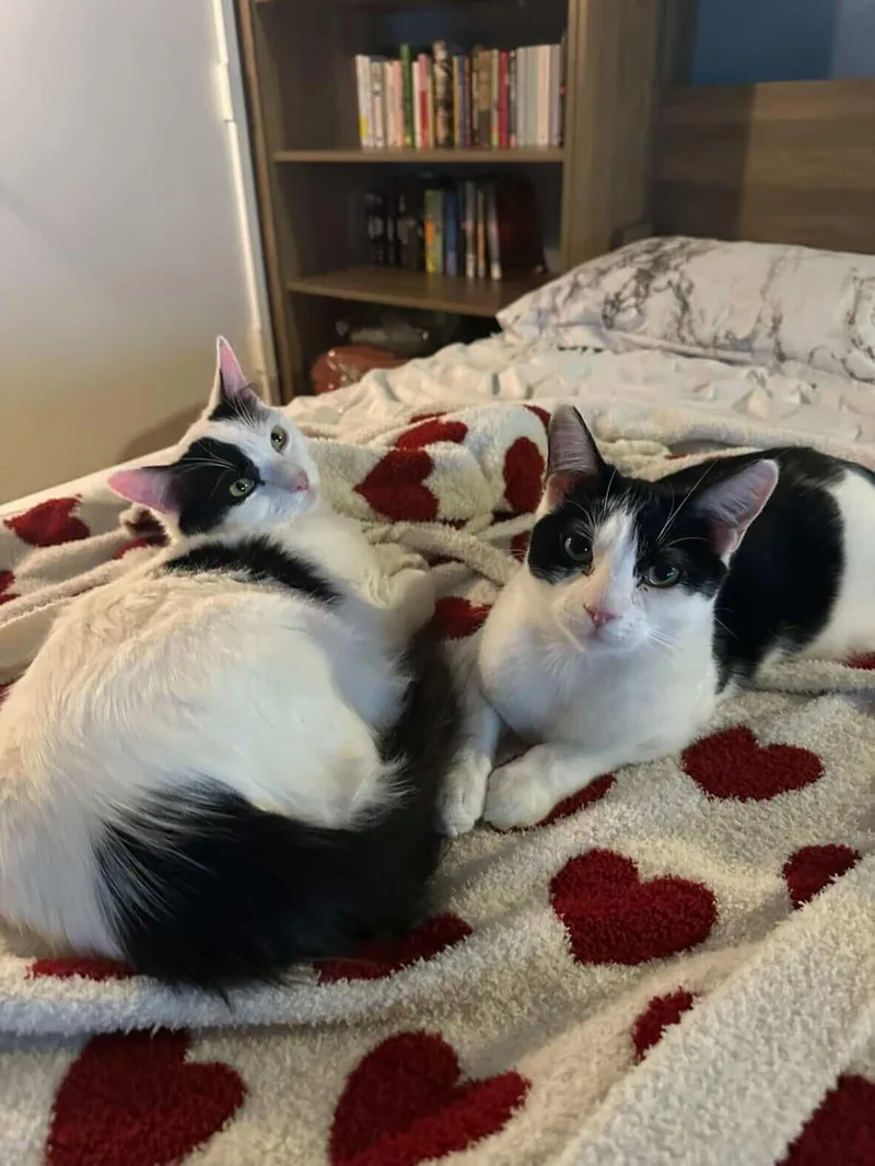 A young medium-sized female Black & White / Tuxedo Domestic Short Hair cat named Agate for adoption in Long Island City, NY