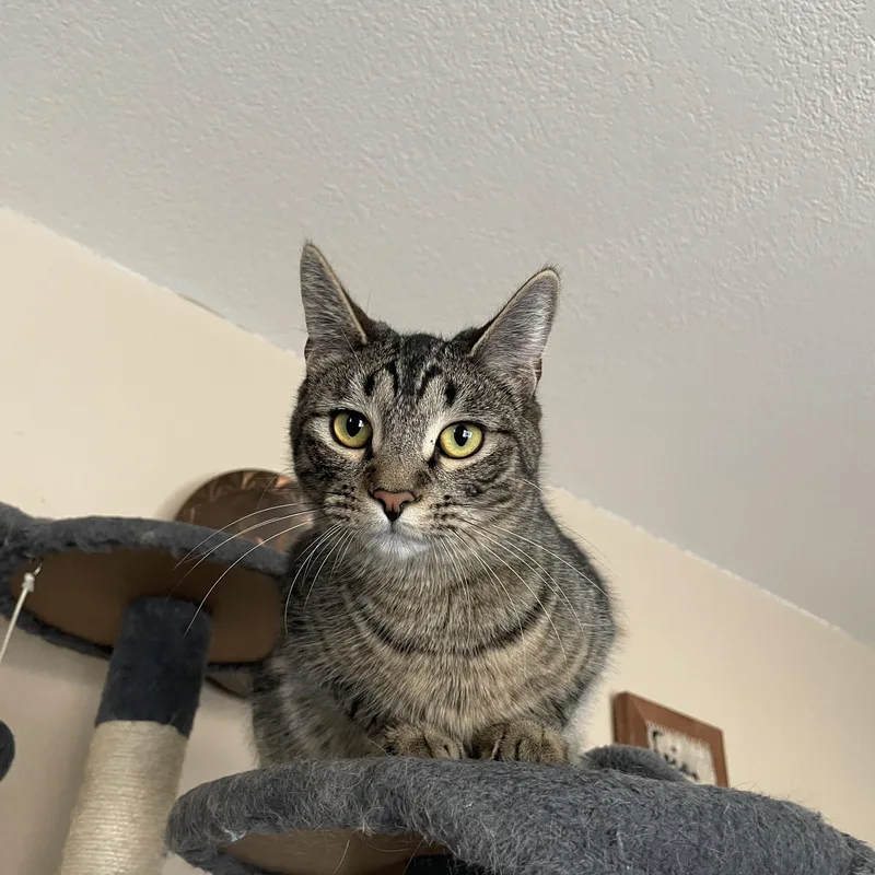 A baby medium-sized male Black & White / Tuxedo Domestic Short Hair cat named Mr. Spooky & Lily for adoption in Orange, CA