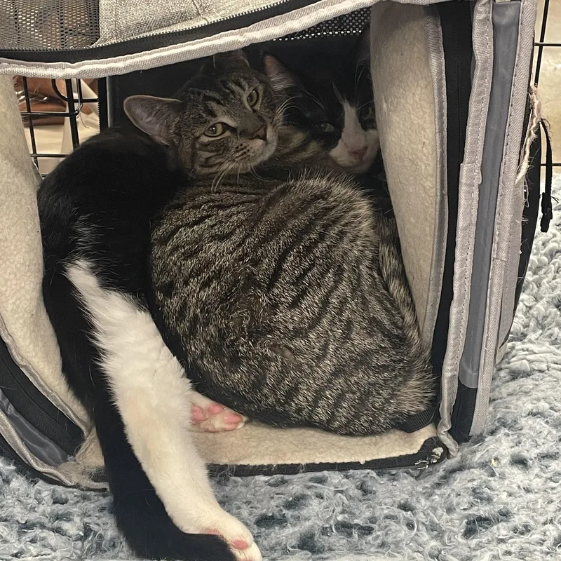 Mr. Spooky & Lily thumbnail 3