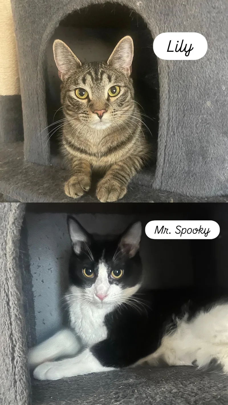 Mr. Spooky & Lily thumbnail 4