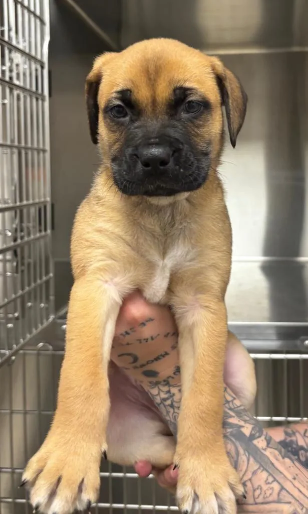 A baby small-sized male Boxer dog named Fredrick for adoption in Greenfield, IN