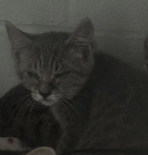 A young medium-sized male Domestic Short Hair cat named Totter for adoption in Des Moines, IA