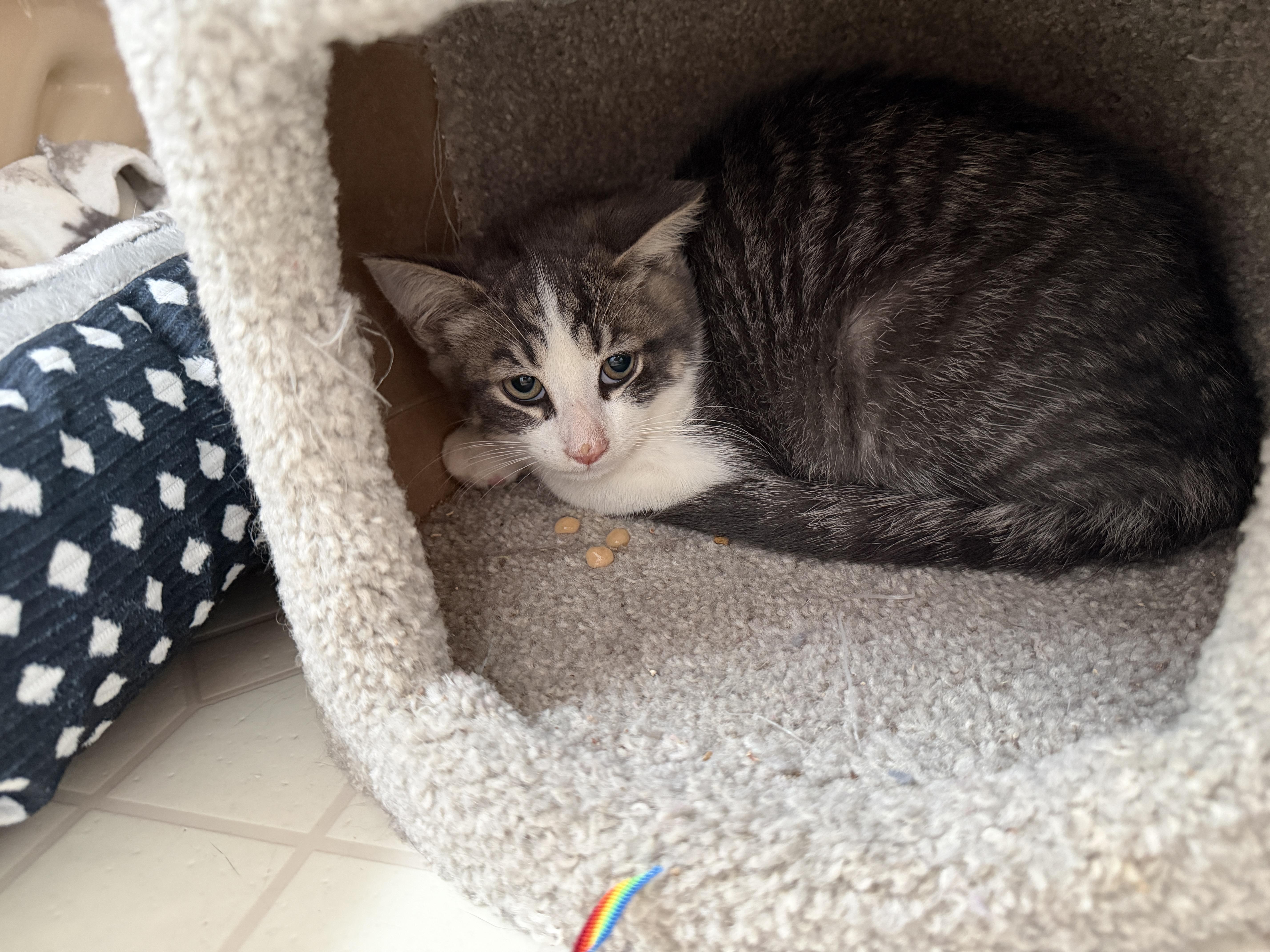 A baby small-sized male Domestic Short Hair cat named Oscar for adoption in BREINIGSVILLE, PA