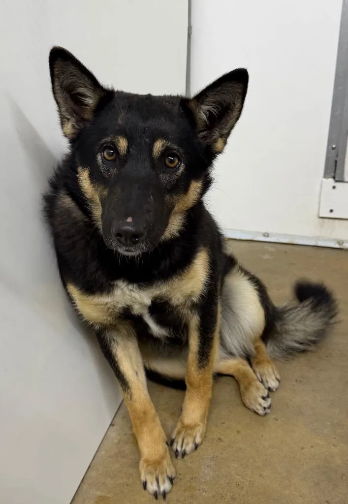 A young medium-sized female German Shepherd Dog dog named Trixie for adoption in Lagrange, IN