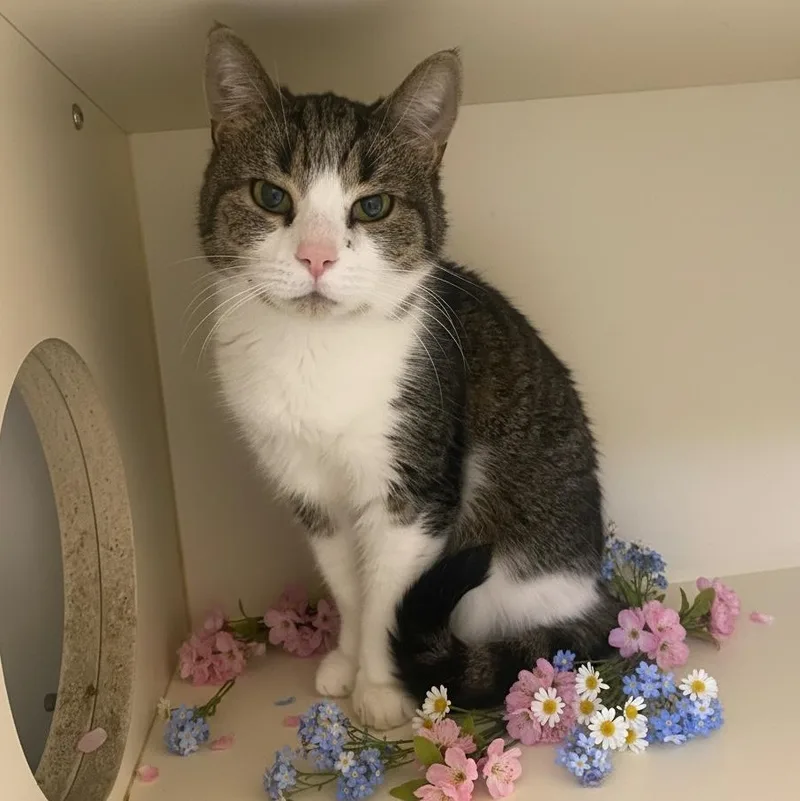 A senior small-sized female Tabby (Brown / Chocolate) Domestic Short Hair cat named Tigger for adoption in Elyria, OH