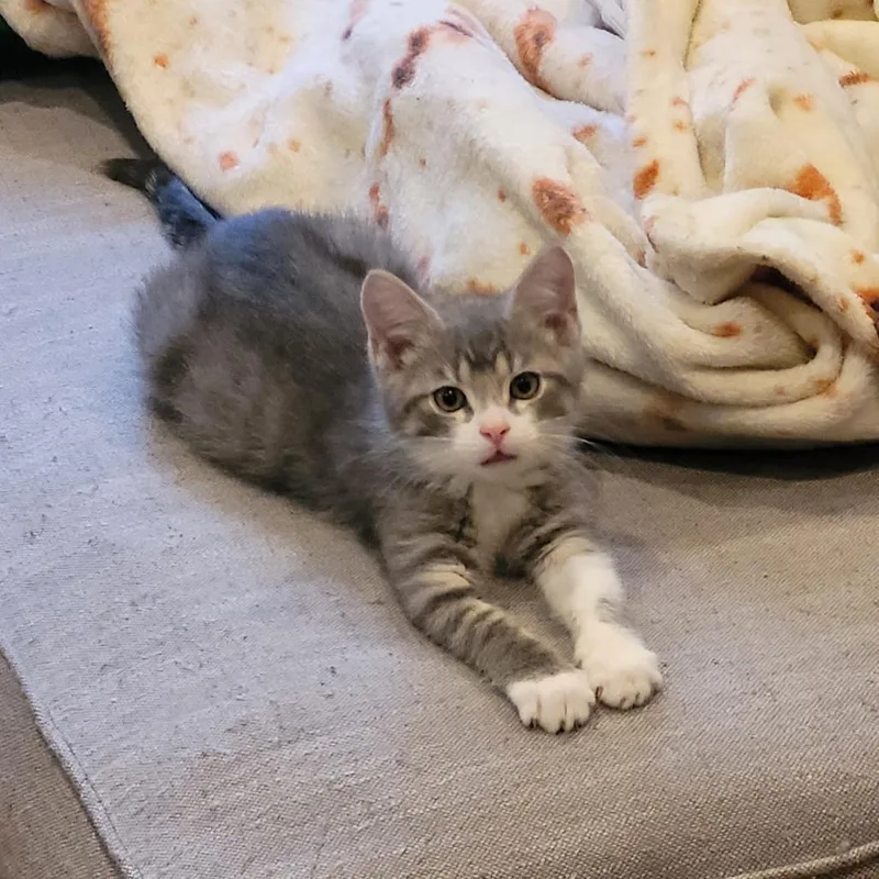 A baby small-sized male Gray / Blue / Silver Domestic Short Hair cat named Just Fab for adoption in St. Paul, MN