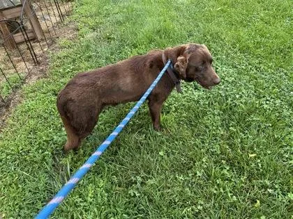 An adult large-sized female Mixed Breed dog named Mocha for adoption in Columbus, IN