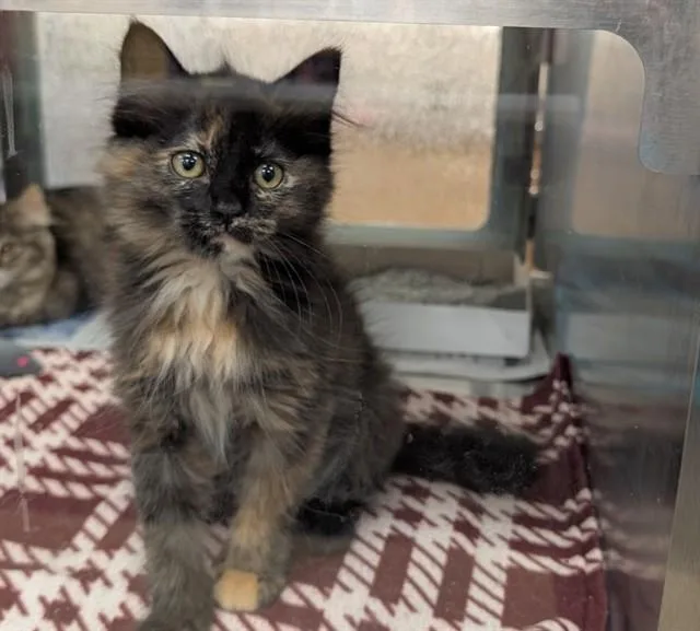 A baby medium-sized female Tortoiseshell cat named Nerola A for adoption in Plano, TX