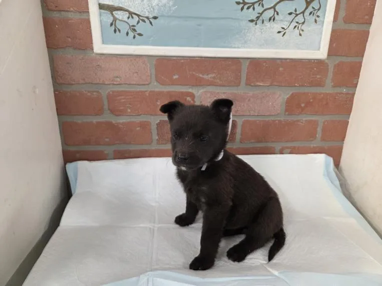 A baby small-sized male Labrador Retriever dog named Archer for adoption in Houston, TX