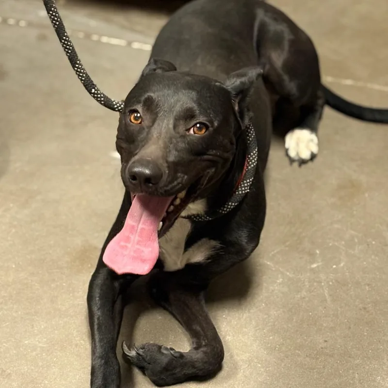 An adult medium-sized female Black Labrador Retriever dog named Pretzel for adoption in Yuma, AZ