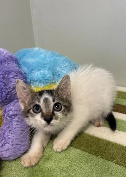 A baby medium-sized male Domestic Short Hair cat named Darren for adoption in Picayune, MS