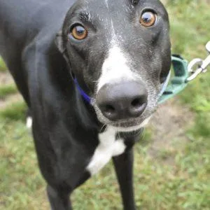 An adult large-sized male Greyhound dog named Superstition for adoption in grandville, MI