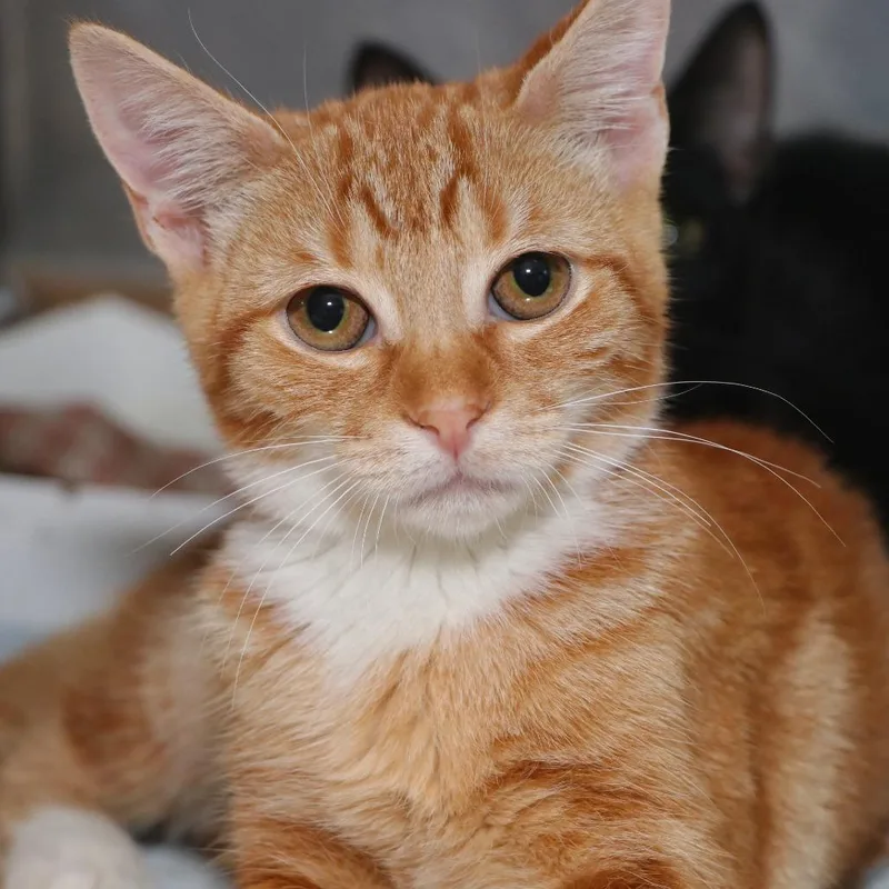 A baby small-sized male Orange / Red Domestic Short Hair cat named Ethan for adoption in Allentown, PA