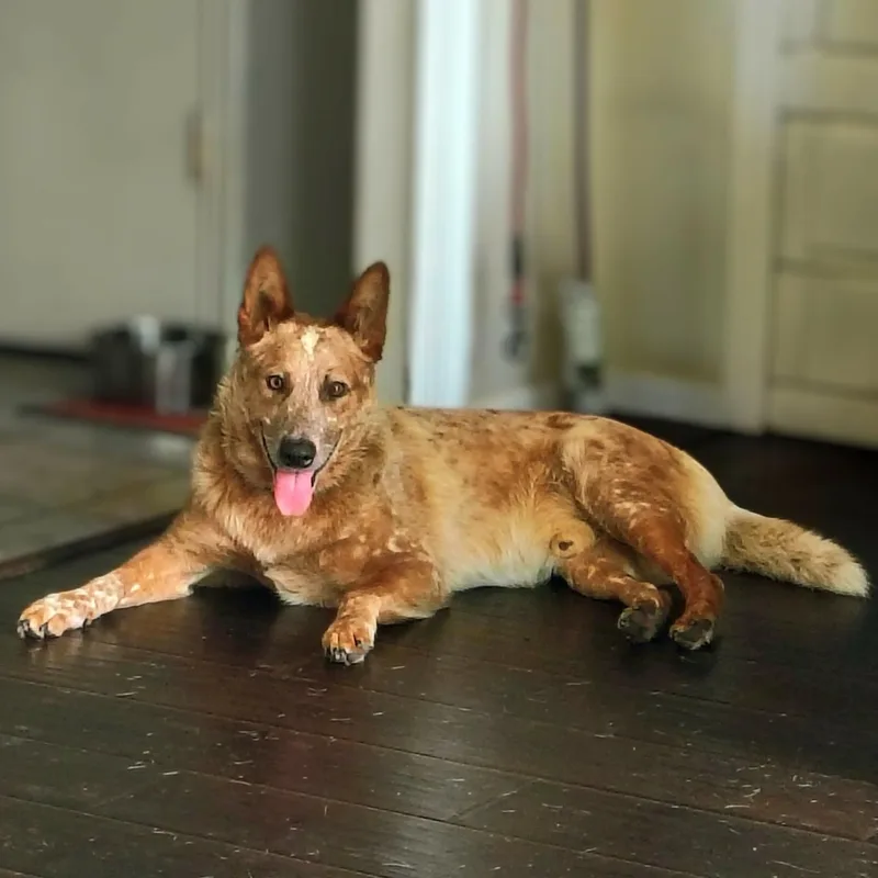 An adult medium-sized male Australian Cattle Dog / Blue Heeler dog named Aero for adoption in Houston, TX