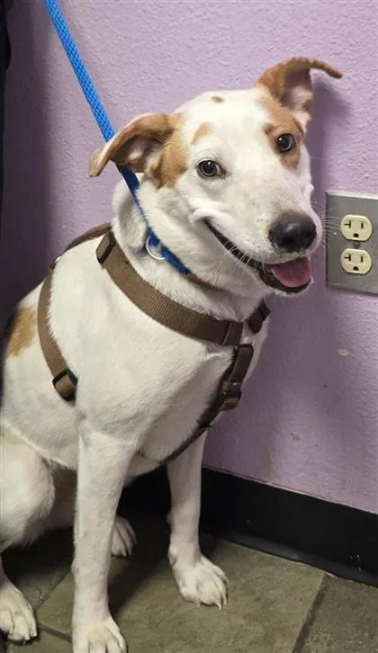 A young medium-sized female White / Cream Mixed Breed dog named 61351888 for adoption in El Paso, TX