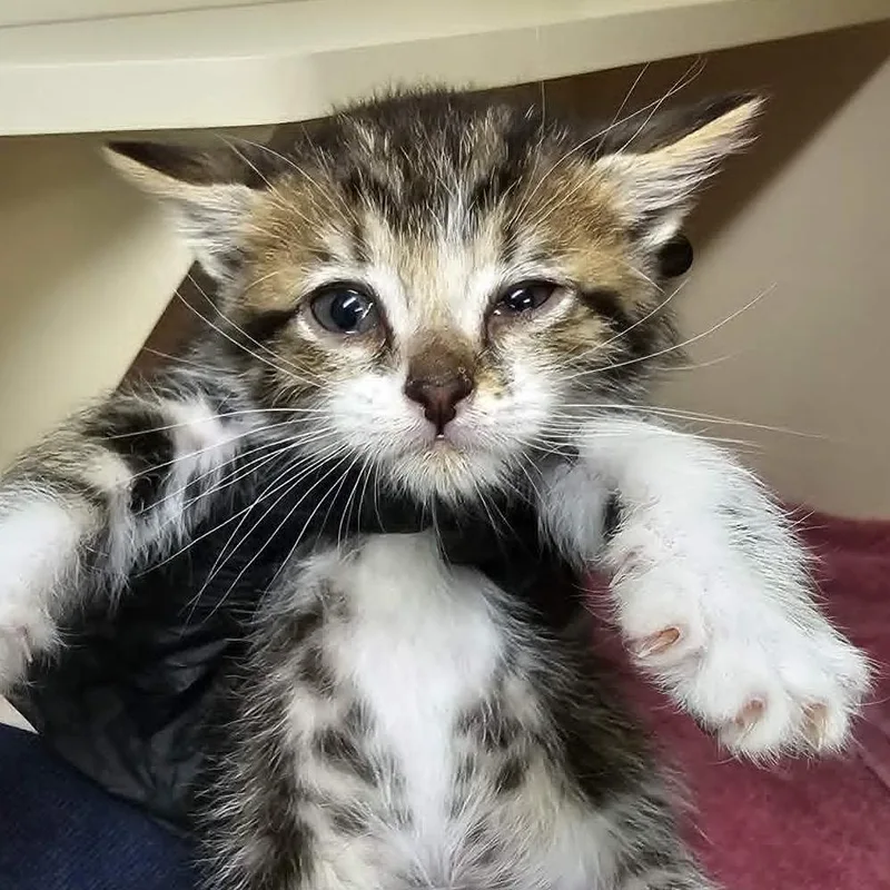 A baby small-sized male White Domestic Short Hair cat named Pancakes for adoption in Las Cruces, NM