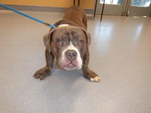 An adult medium-sized male Pit Bull Terrier dog named Daffy for adoption in San Jose, CA