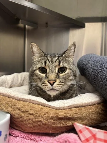 A senior medium-sized male Domestic Short Hair cat named Gronk for adoption in Stratham, NH