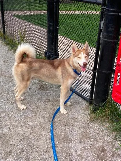 An adult large-sized male Mixed Breed dog named Redmond for adoption in Fairfax, VA