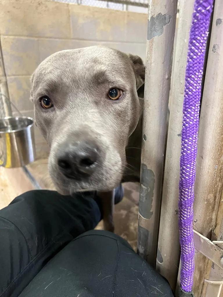A young medium-sized female Pit Bull Terrier dog named Athena for adoption in Troy, OH