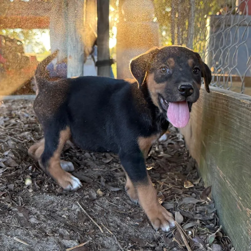 A baby small-sized male Mixed Breed dog named Oakley for adoption in Aberdeen, NC