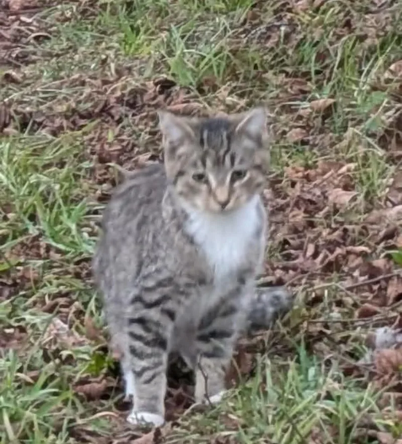A young small-sized male Tabby (Brown / Chocolate) Domestic Short Hair cat named Sammy for adoption in Toledo, OH