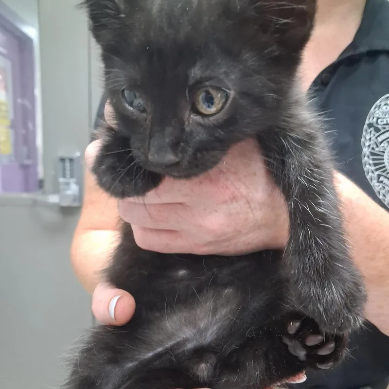 A baby small-sized male Black Domestic Short Hair cat named Waffle for adoption in Lufkin, TX