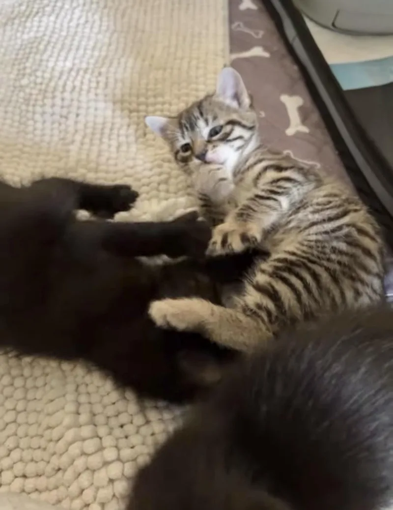 A baby small-sized male Black American Shorthair cat named Cappuccino Reilly for adoption in Staten Island, NY