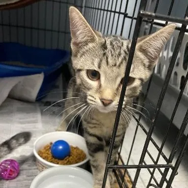 A baby medium-sized female Tabby (Brown / Chocolate) Domestic Short Hair cat named Heidi for adoption in Spencer, IN