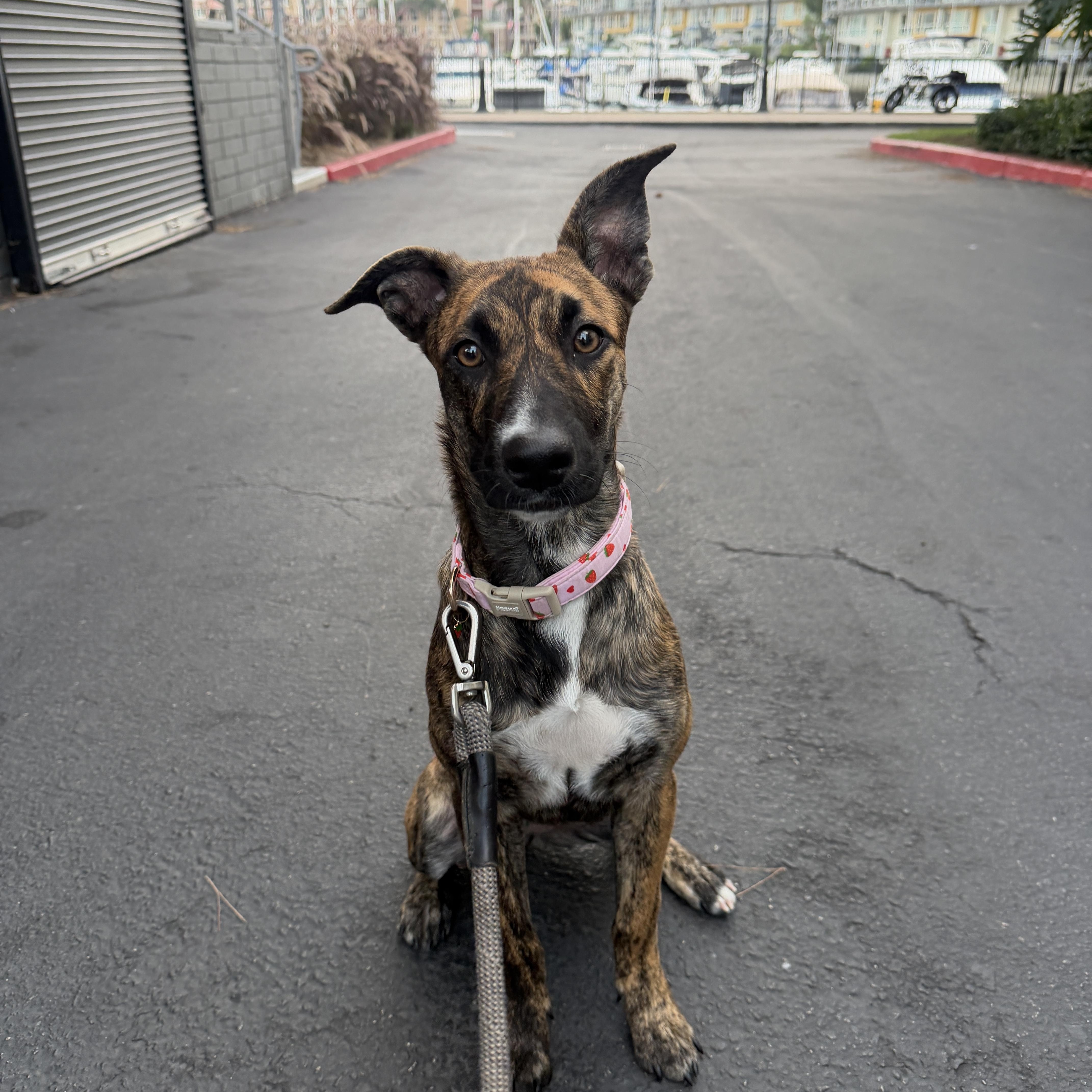 A baby medium-sized female Whippet dog named Vivi for adoption in Marina del Rey, CA