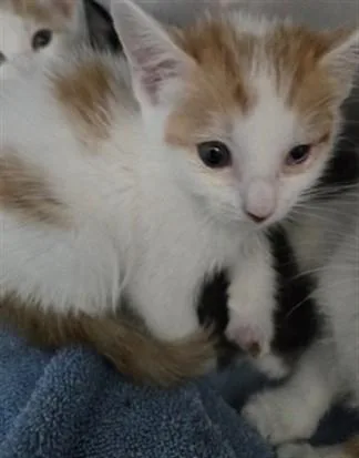 A baby small-sized male Domestic Short Hair cat named Pikachu for adoption in San Bernardino, CA